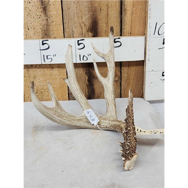 87 4/8" Wild Whitetail Shed Antler