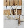 Image 1 : 87 4/8" Wild Whitetail Shed Antler