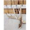 Image 2 : 87 4/8" Wild Whitetail Shed Antler
