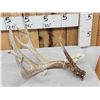 Image 3 : 87 4/8" Wild Whitetail Shed Antler