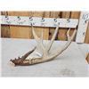 Image 4 : 87 4/8" Wild Whitetail Shed Antler