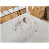 Image 6 : 87 4/8" Wild Whitetail Shed Antler