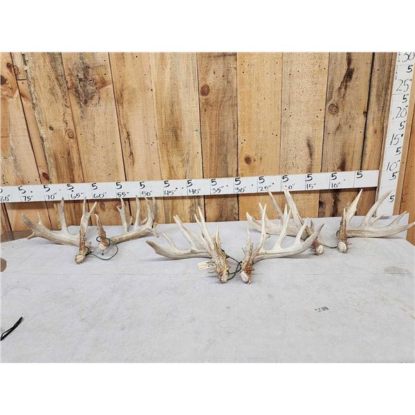 Collection Of 3 Whitetail Shed Antler Sets