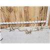 Image 1 : Collection Of 3 Whitetail Shed Antler Sets