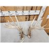 Image 2 : Collection Of 3 Whitetail Shed Antler Sets