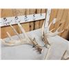 Image 3 : Collection Of 3 Whitetail Shed Antler Sets