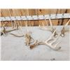 Image 4 : Collection Of 3 Whitetail Shed Antler Sets