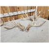 Image 5 : Collection Of 3 Whitetail Shed Antler Sets