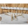 Image 6 : Collection Of 3 Whitetail Shed Antler Sets