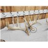 Image 7 : Collection Of 3 Whitetail Shed Antler Sets