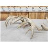 Image 8 : Collection Of 3 Whitetail Shed Antler Sets