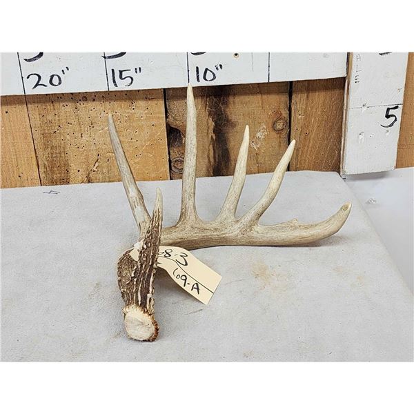 Wild Main Frame 5 Point Whitetail Shed Antler