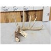 Image 1 : Wild Main Frame 5 Point Whitetail Shed Antler