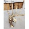 Image 2 : Wild Main Frame 5 Point Whitetail Shed Antler