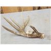 Image 3 : Wild Main Frame 5 Point Whitetail Shed Antler