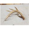 Image 4 : Wild Main Frame 5 Point Whitetail Shed Antler