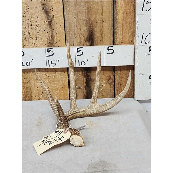 77 6/8" Wild Whitetail Shed Antler