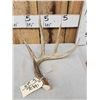 Image 2 : 77 6/8" Wild Whitetail Shed Antler