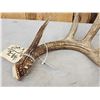 Image 3 : 77 6/8" Wild Whitetail Shed Antler