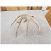 Image 4 : 77 6/8" Wild Whitetail Shed Antler