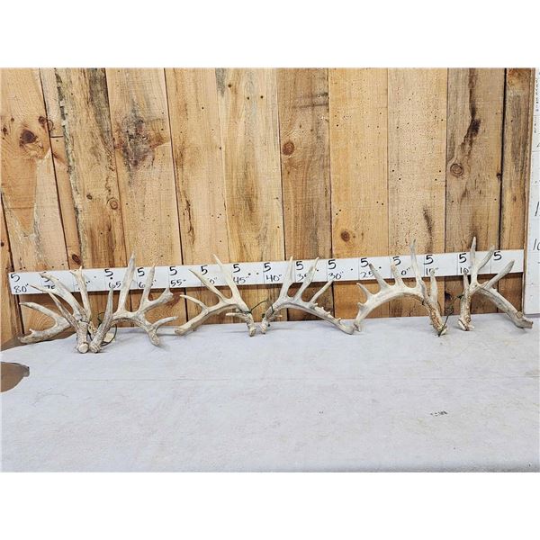 3 Sets Of Whitetail Shed Antlers