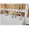 Image 3 : 3 Sets Of Whitetail Shed Antlers