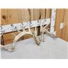 Image 4 : 3 Sets Of Whitetail Shed Antlers