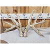 Image 7 : 3 Sets Of Whitetail Shed Antlers