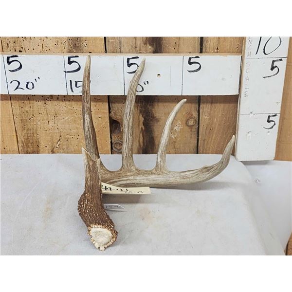 75" Wild Whitetail Shed Antler