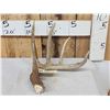 Image 1 : 75" Wild Whitetail Shed Antler
