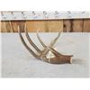 Image 3 : 75" Wild Whitetail Shed Antler