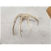 Image 4 : 75" Wild Whitetail Shed Antler
