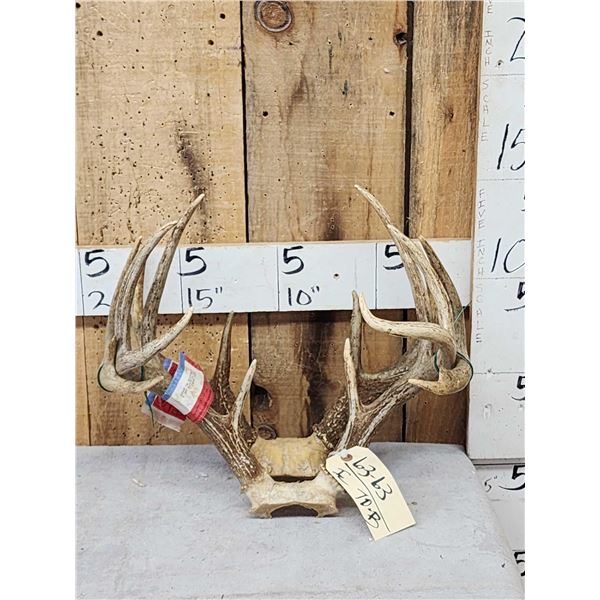 2 Sets Of Whitetail Antlers On Skull Plate