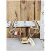 Image 1 : 2 Sets Of Whitetail Antlers On Skull Plate