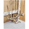 Image 3 : 2 Sets Of Whitetail Antlers On Skull Plate