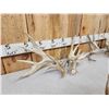 Image 10 : 3 Big Sets Of Whitetail Shed Antlers