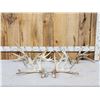 Image 1 : 3 Big Sets Of Whitetail Shed Antlers