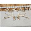 Image 2 : 3 Big Sets Of Whitetail Shed Antlers