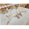 Image 3 : 3 Big Sets Of Whitetail Shed Antlers