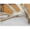Image 7 : 3 Big Sets Of Whitetail Shed Antlers