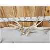 Image 8 : 3 Big Sets Of Whitetail Shed Antlers