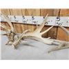 Image 9 : 3 Big Sets Of Whitetail Shed Antlers
