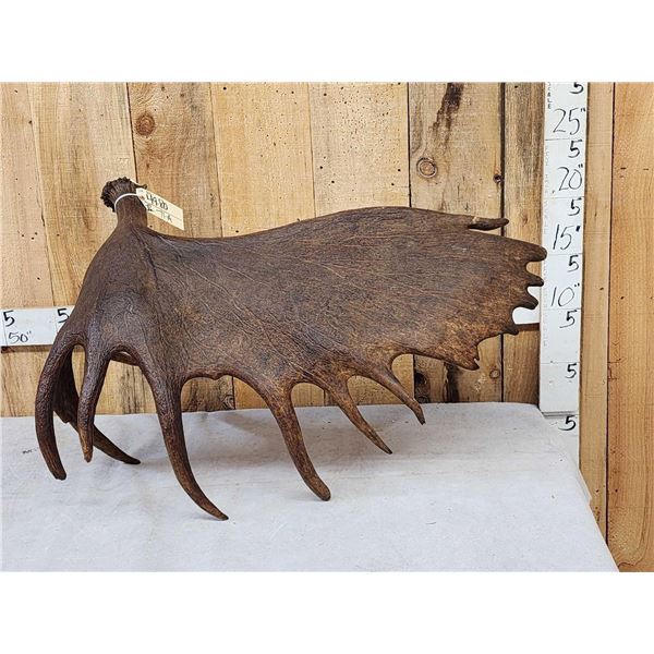 BIG 23 Lbs Self Standing Alaskan Moose Shed Antler