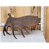 Image 1 : BIG 23 Lbs Self Standing Alaskan Moose Shed Antler
