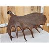 Image 2 : BIG 23 Lbs Self Standing Alaskan Moose Shed Antler