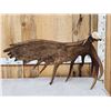 Image 3 : BIG 23 Lbs Self Standing Alaskan Moose Shed Antler
