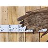 Image 4 : BIG 23 Lbs Self Standing Alaskan Moose Shed Antler