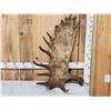 Image 5 : BIG 23 Lbs Self Standing Alaskan Moose Shed Antler