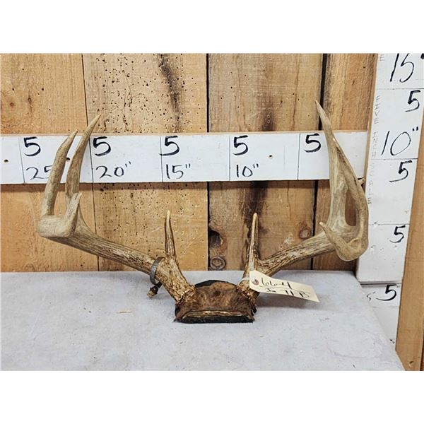 Vintage 4x4 Whitetail Antlers On Skull Plate
