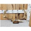 Image 1 : Vintage 4x4 Whitetail Antlers On Skull Plate